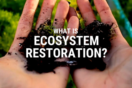 ecosystem